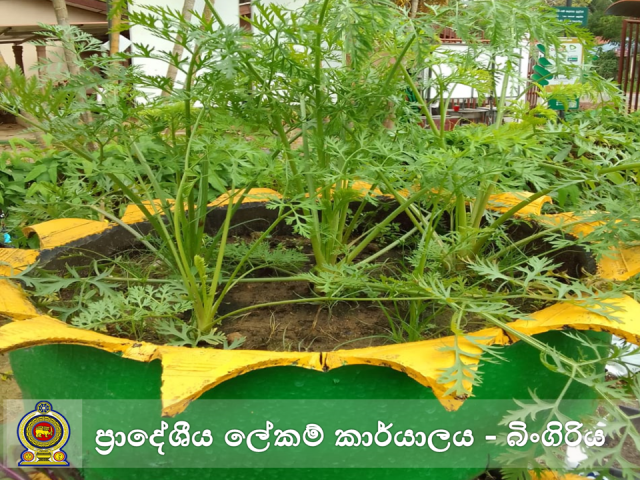 அலுவலக தோட்டம்